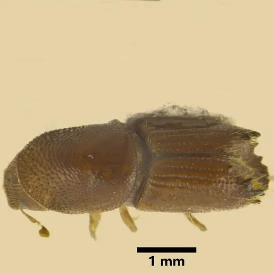 thumbnail for publication: Six-Toothed Bark Beetle, Six-Spined Engraver Beetle, Pine Stenographer Beetle Ips sexdentatus (Börner, 1767) (Insecta: Coleoptera: Curculionidae: Scolytinae)